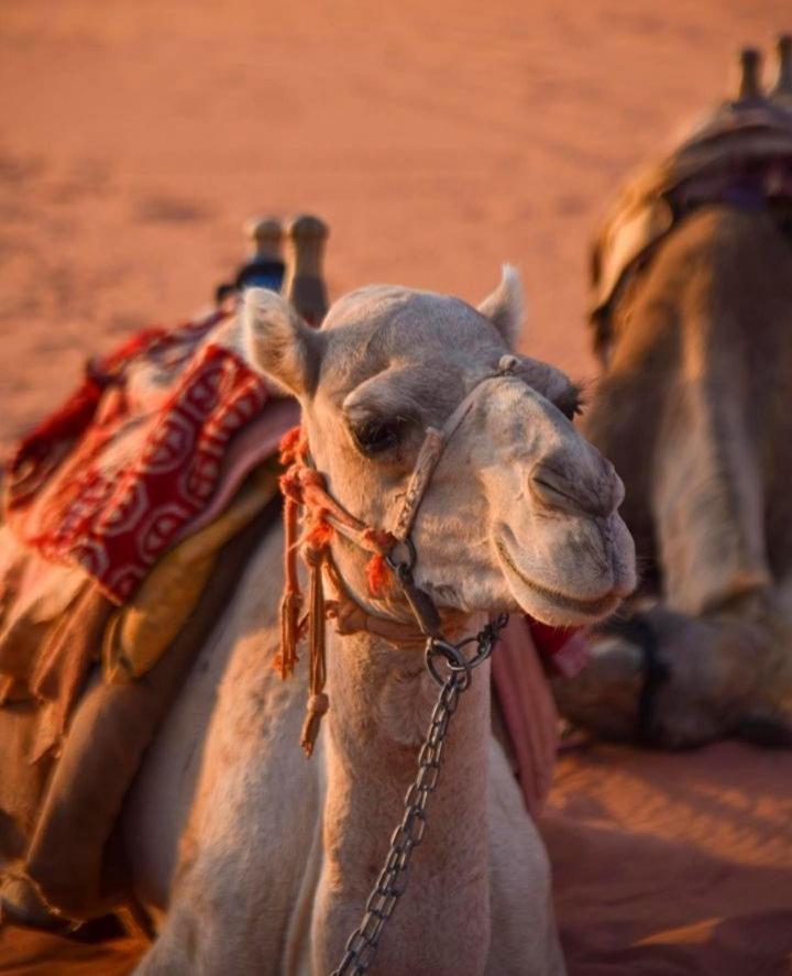 Hidden Wadi Rum Camp Exterior foto