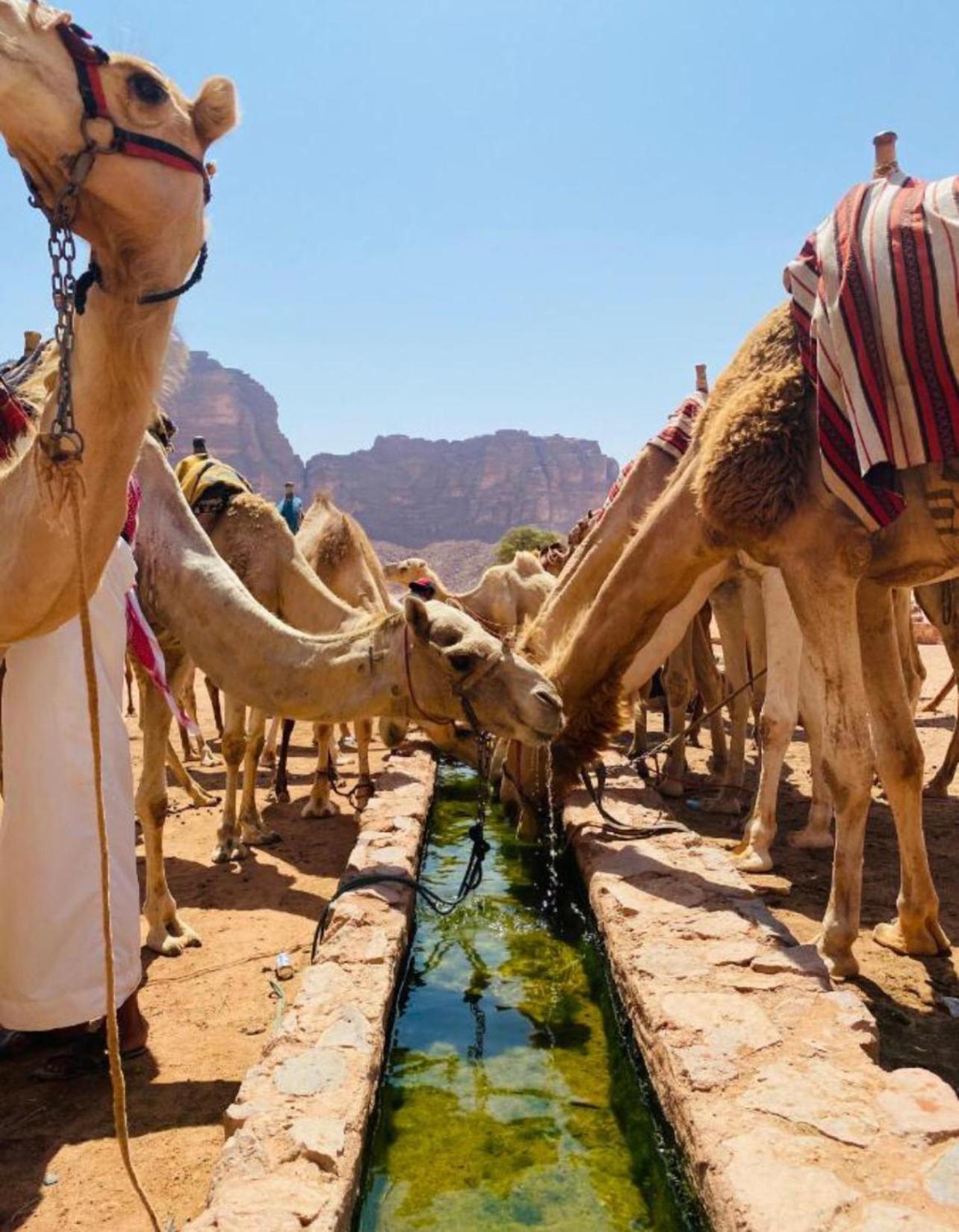 Hidden Wadi Rum Camp Exterior foto