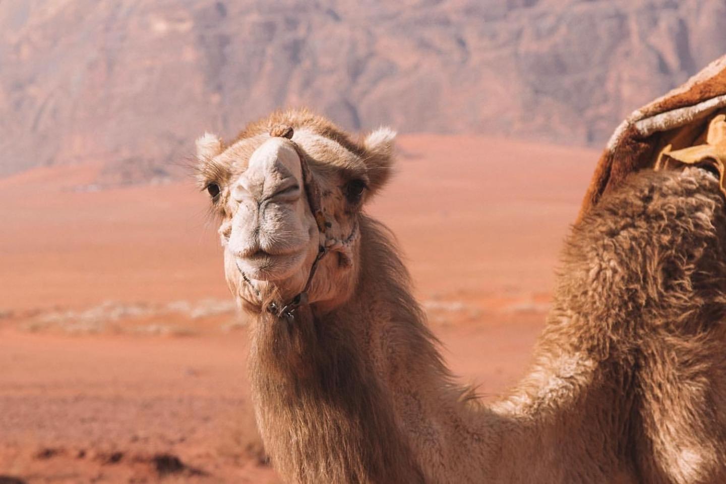 Hidden Wadi Rum Camp Exterior foto